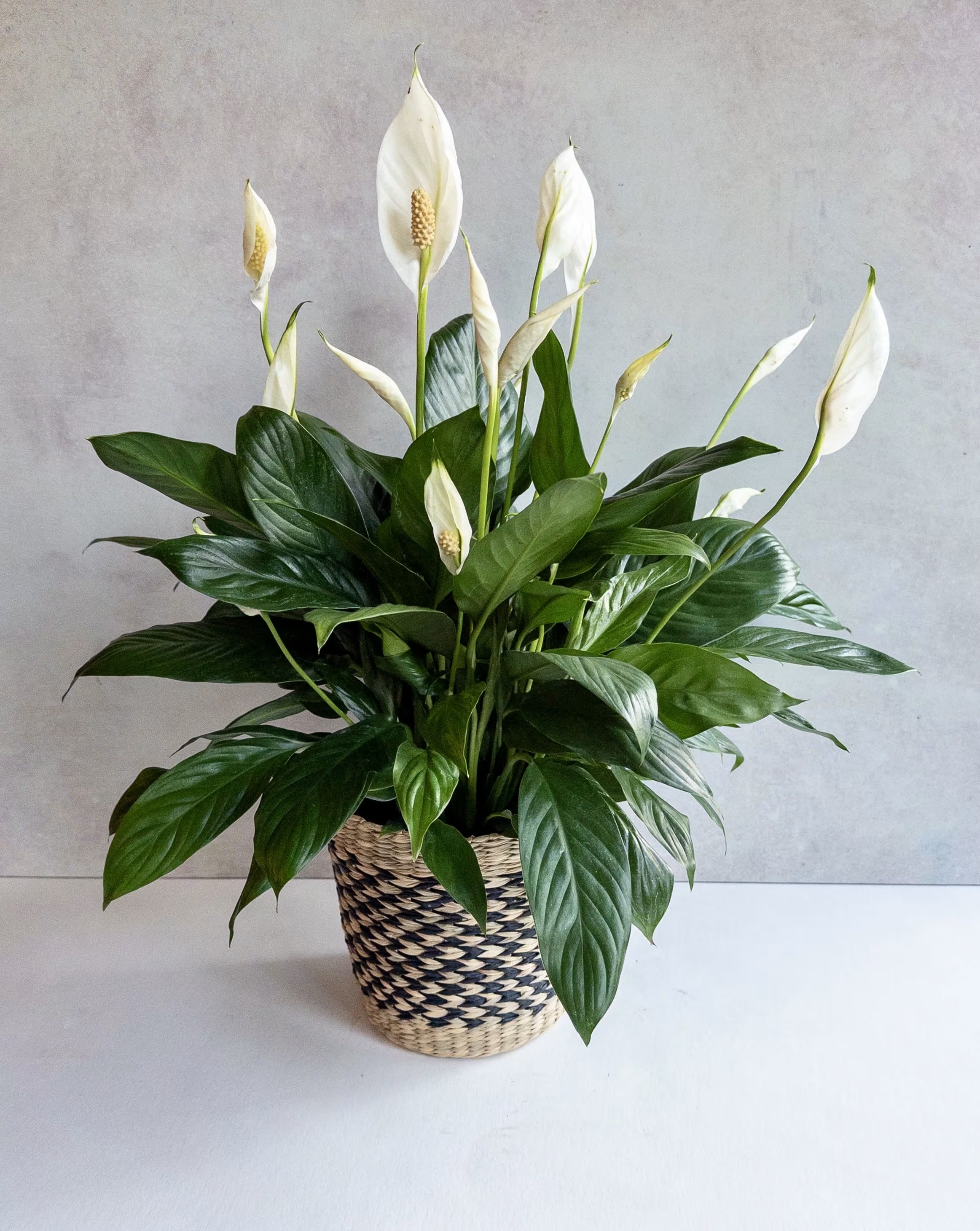 5 loại cây cảnh đem may mắn cho không gian sống đầu năm mới - 5