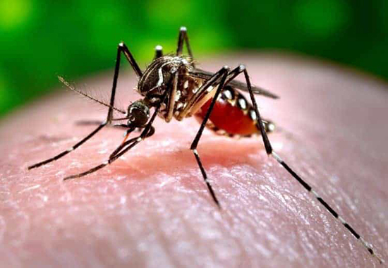 Sốt Chikungunya căn bệnh nguy hiểm do muỗi đốt