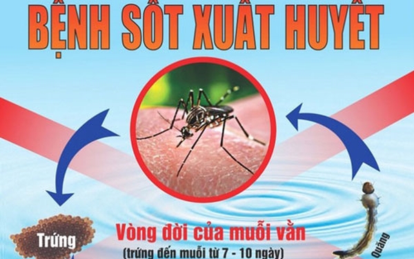 Bệnh sốt xuất huyết do muỗi gây ra