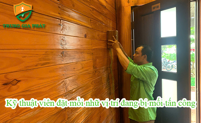 Dịch Vụ Diệt Mối Tại TPHCM Tận Gốc 100% | An Toàn – Giá Tốt