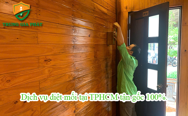 Dịch Vụ Diệt Mối Tại TPHCM Tận Gốc 100% | An Toàn – Giá Tốt