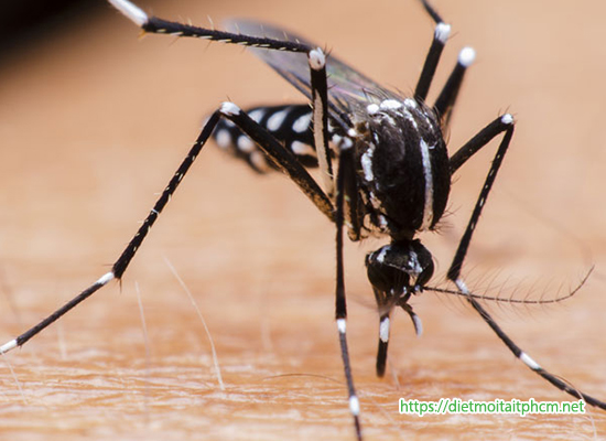 Dịch vụ diệt muỗi chuyên nghiệp tại nhà