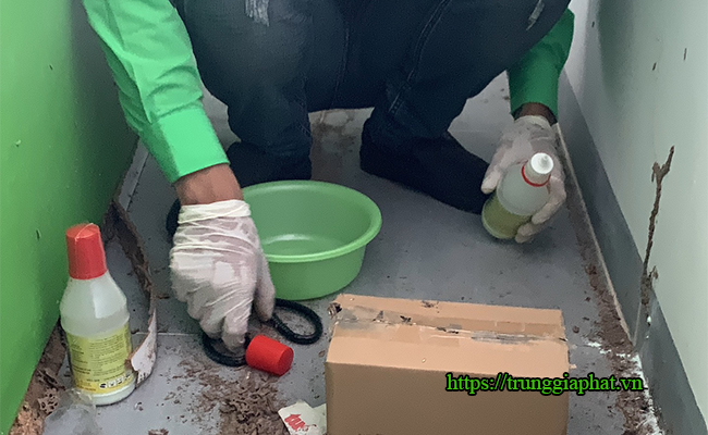 Diệt mối tại Phường Sài Gòn