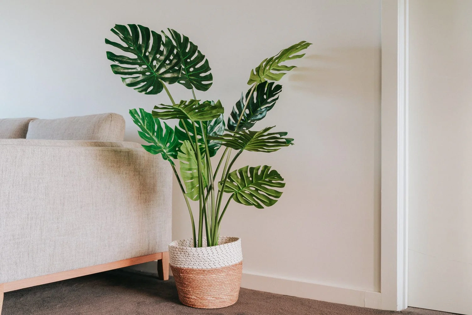 5 loại cây trồng trong nhà giúp giảm căng thẳng - 2 5 loại cây trồng trong nhà giúp giảm căng thẳng - 2