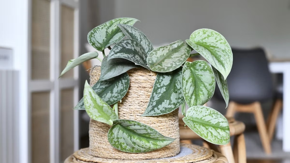 5 loại cây trồng trong nhà giúp giảm căng thẳng - 4 5 loại cây trồng trong nhà giúp giảm căng thẳng - 4