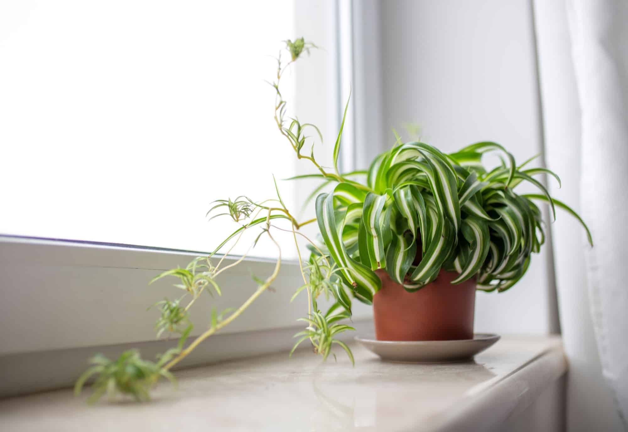 6 loại cây hút ẩm tốt thích hợp để trồng trong phòng tắm - 5