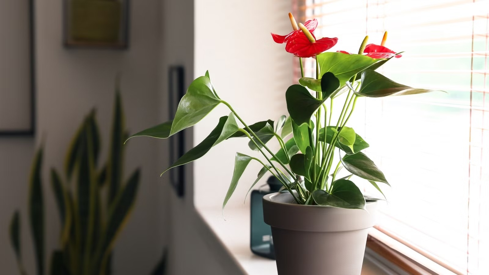 5 loại cây cảnh đem may mắn cho không gian sống đầu năm mới - 4