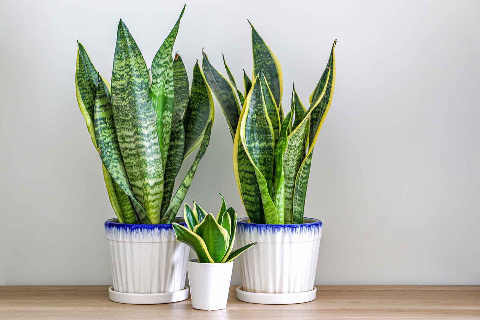 5 loại cây cảnh trong nhà cho người bận rộn hoặc hay quên - 2