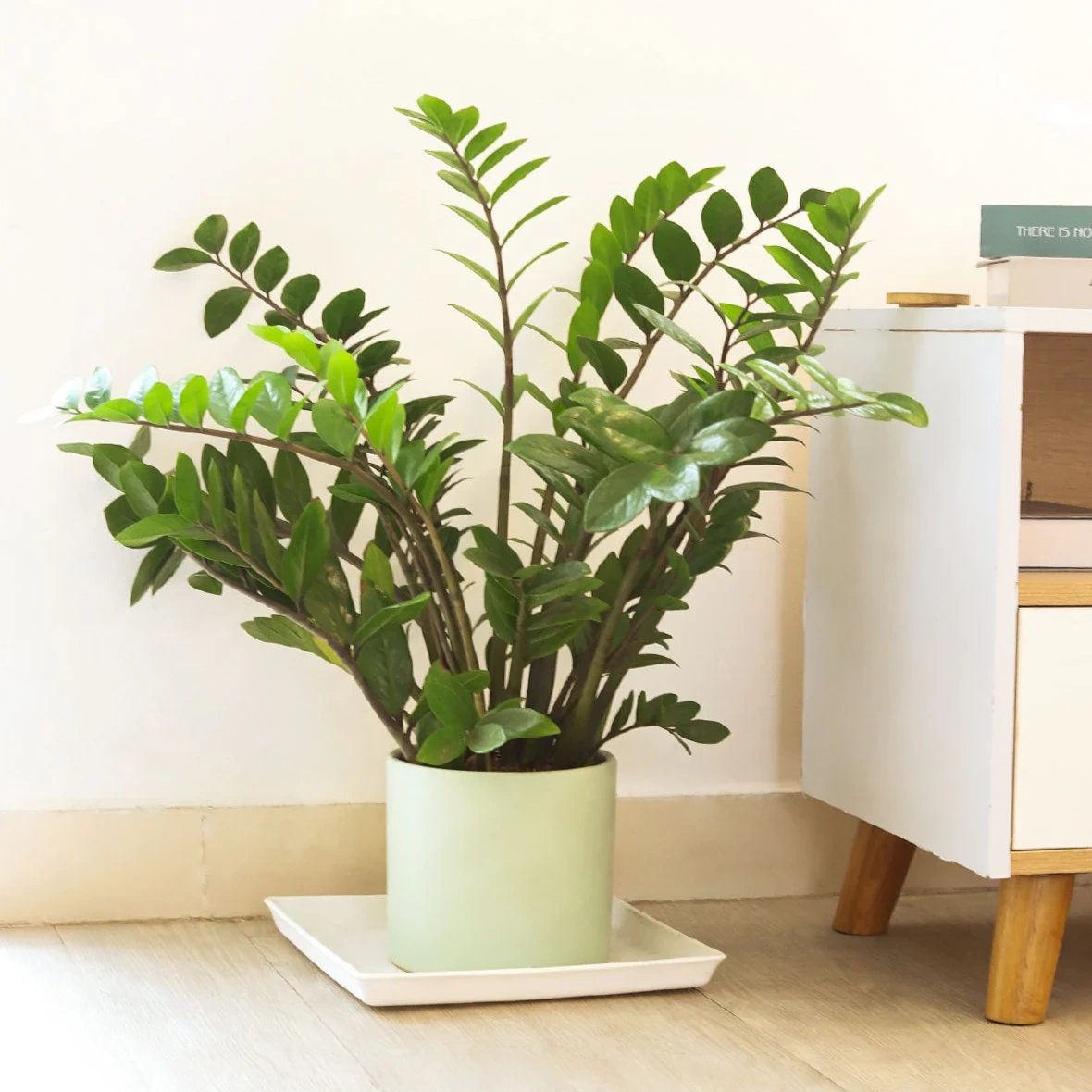 5 loại cây cảnh trong nhà cho người bận rộn hoặc hay quên - 1